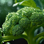 propiedades del brocoli y sus beneficios